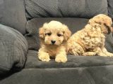 EVİNİZİN YENİ NEŞESİ MALTİPOO YAVRULARI