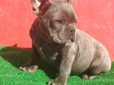MUHTEŞEM ANATOMİDE ERKEK FRENCH BULLDOG BLUE