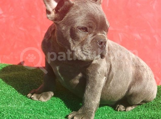 Muhteşem Anatomi̇de Erkek French Bulldog Blue