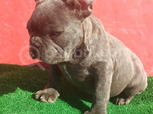 Muhteşem Anatomi̇de Erkek French Bulldog Blue görsel
