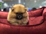 Vonalp Pet Garanti̇li̇ Pomerani̇an Boo Yavrularimiz