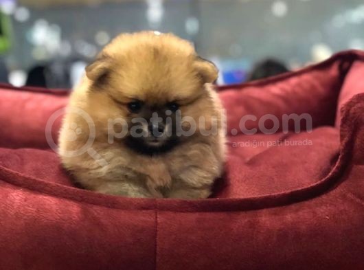 Vonalp Pet Garanti̇li̇ Pomerani̇an Boo Yavrularimiz görsel