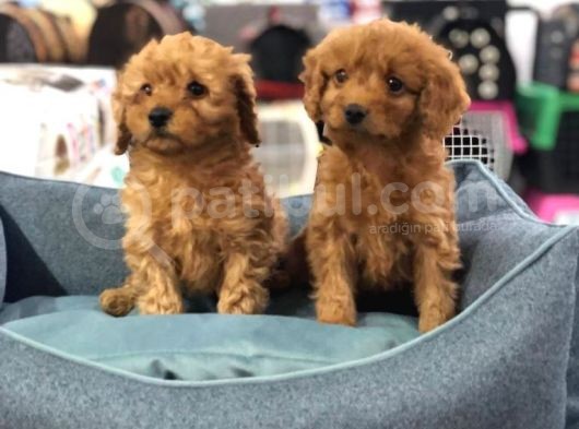 Vonalp Pet Garanti̇li̇ Toy Poodle Yavrularimiz görsel