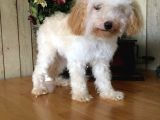 Safkan Toy Poodle