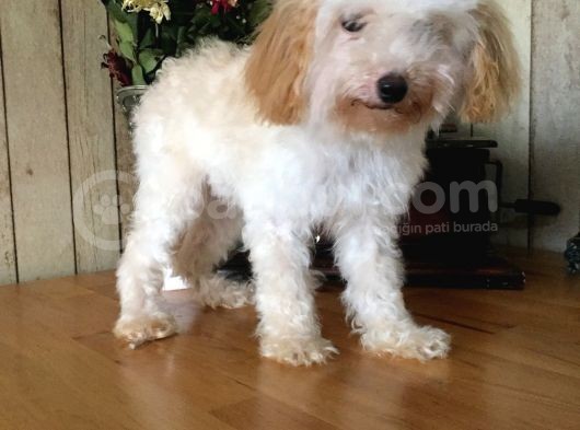Safkan Toy Poodle görsel