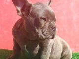 Muhteşem Anatomi̇de Erkek French Bulldog Blue