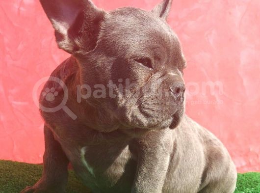 Muhteşem Anatomi̇de Erkek French Bulldog Blue görsel
