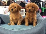 VONALP PET GARANTİLİ TOY POODLE YAVRULARIMIZ