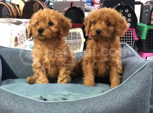 Vonalp Pet Garanti̇li̇ Toy Poodle Yavrularimiz