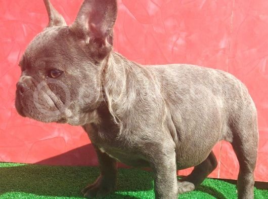 Muhteşem Anatomi̇de Erkek French Bulldog Blue görsel