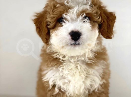 Party Color Mi̇ni̇ Labradoodle