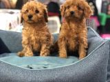Vonalp Pet Garanti̇li̇ Toy Poodle Yavrularimiz