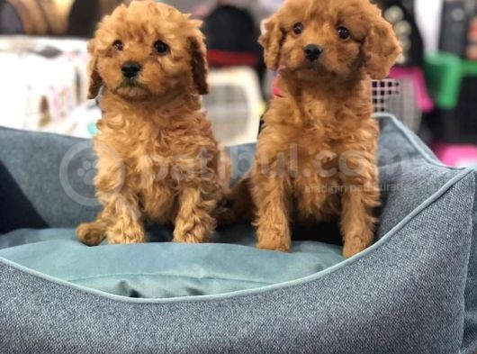 Vonalp Pet Garanti̇li̇ Toy Poodle Yavrularimiz görsel