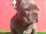 Muhteşem Anatomi̇de Erkek French Bulldog Blue
