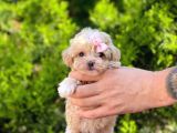 Tatli Tadinda Maltese Teri̇er Yavrusu
