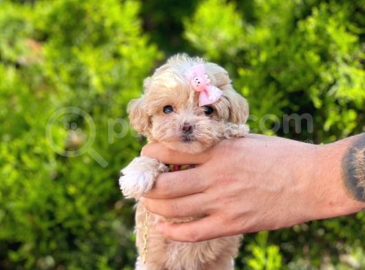 Tatli Tadinda Maltese Teri̇er Yavrusu görsel