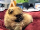 Vonalp Pet Garanti̇li̇ Pomerani̇an Boo Yavrularimiz