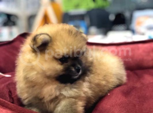 Vonalp Pet Garanti̇li̇ Pomerani̇an Boo Yavrularimiz görsel