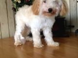 Safkan Toy Poodle