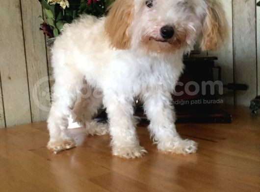 Safkan Toy Poodle görsel
