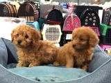 Vonalp Pet Garanti̇li̇ Toy Poodle Yavrularimiz