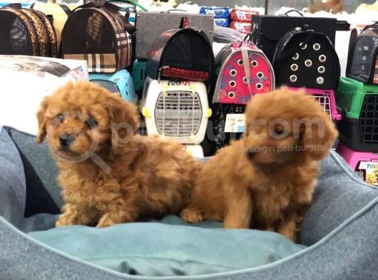 Vonalp Pet Garanti̇li̇ Toy Poodle Yavrularimiz görsel