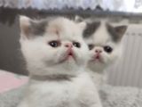 EGZOTİK SHORTHAİR YAVRULAR REZERVEYE AÇIK