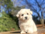 SEVİMLİ MALTİPOO BEBEKLERİMİZ