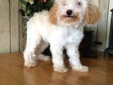 Safkan toy poodle