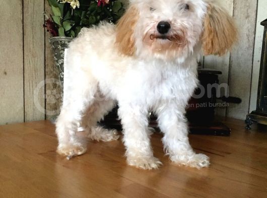 Safkan Toy Poodle