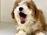 Party Color Mi̇ni̇ Labradoodle
