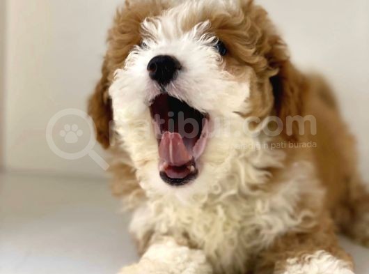Party Color Mi̇ni̇ Labradoodle görsel