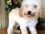Safkan Toy Poodle