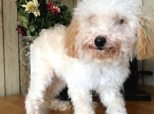 Safkan Toy Poodle görsel