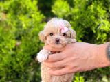 Tatli Tadinda Maltese Teri̇er Yavrusu