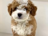 Party Color Mi̇ni̇ Labradoodle