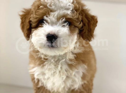 Party Color Mi̇ni̇ Labradoodle görsel