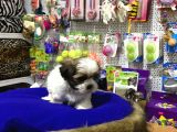 Vonalp Pet Garanti̇li̇ Shi̇h-Tzu Yavrularimiz