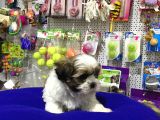 Vonalp Pet Garanti̇li̇ Shi̇h-Tzu Yavrularimiz