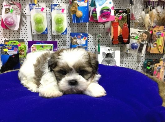 Vonalp Pet Garanti̇li̇ Shi̇h-Tzu Yavrularimiz