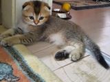 VONALP PET GARANTİLİ SCOTTİSH FOLD YAVRULARIMIZ