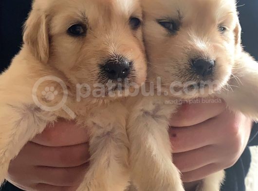 Baby Face Golden Yavrular