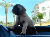 Sıfır Burun Gül Kuyruk Siyah Ve Krem Pug Yavrular