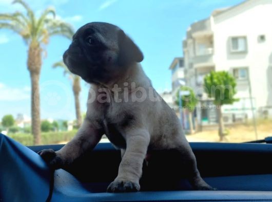 Sıfır Burun Gül Kuyruk Siyah Ve Krem Pug Yavrular görsel