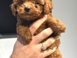 sağlık ve ırk Garantili toy poodle şov kalitede