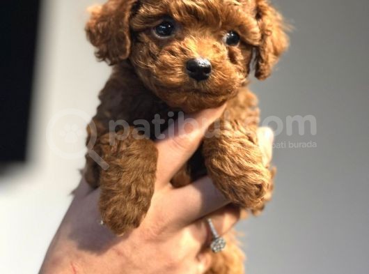 Sağlık Ve Irk Garantili Toy Poodle Şov Kalitede görsel