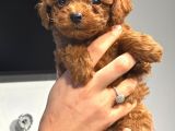 Sağlık Ve Irk Garantili Toy Poodle Şov Kalitede