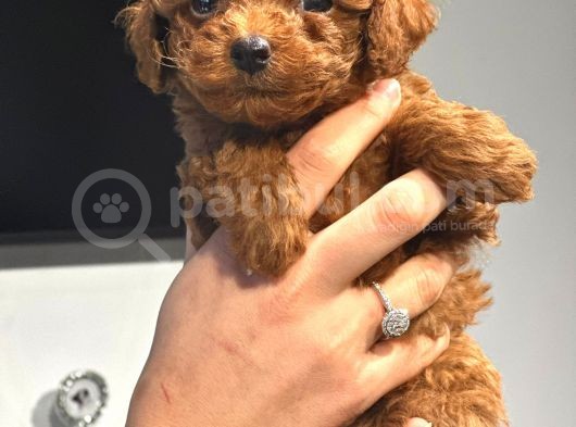 Sağlık Ve Irk Garantili Toy Poodle Şov Kalitede görsel
