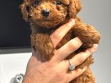 Sağlık Ve Irk Garantili Toy Poodle Şov Kalitede