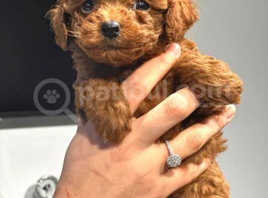 Sağlık Ve Irk Garantili Toy Poodle Şov Kalitede görsel